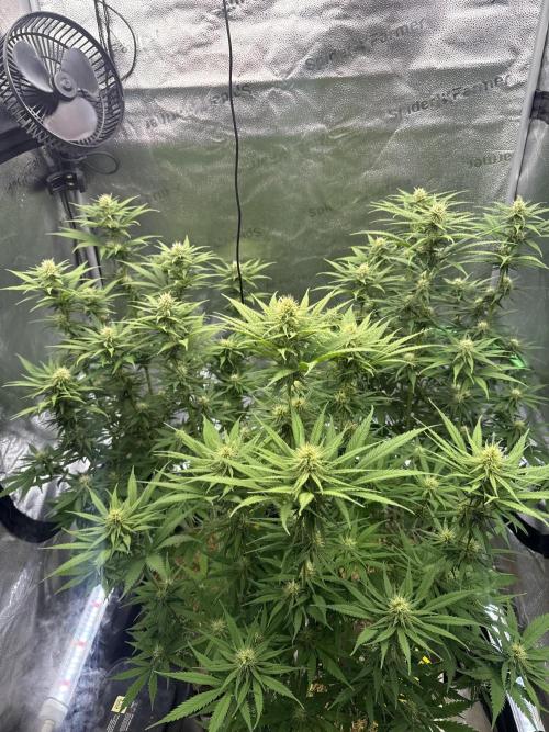 Super Lemon Haze - Fast run. Week 8