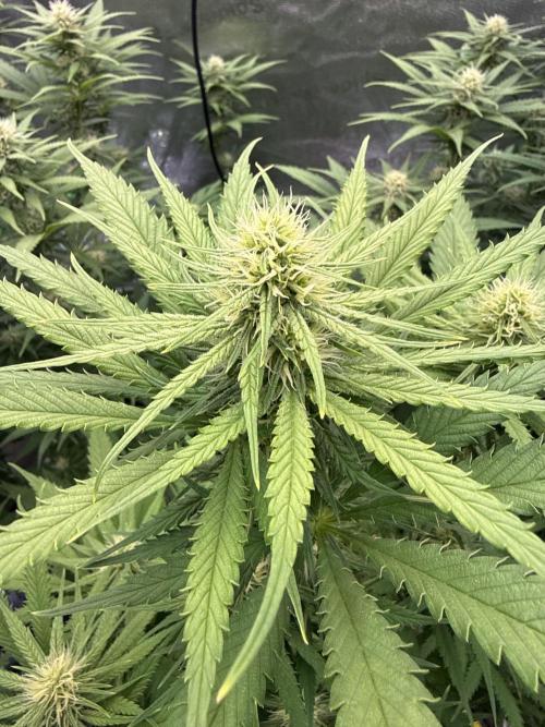Super Lemon Haze - Fast run. Week 8