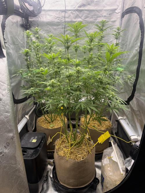 Super Lemon Haze. Week 8