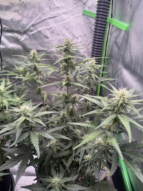 Mephisto - Golden O’z. Week 5