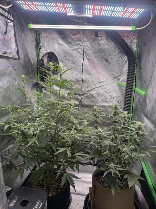 Mephisto - Golden O’z. Week 5