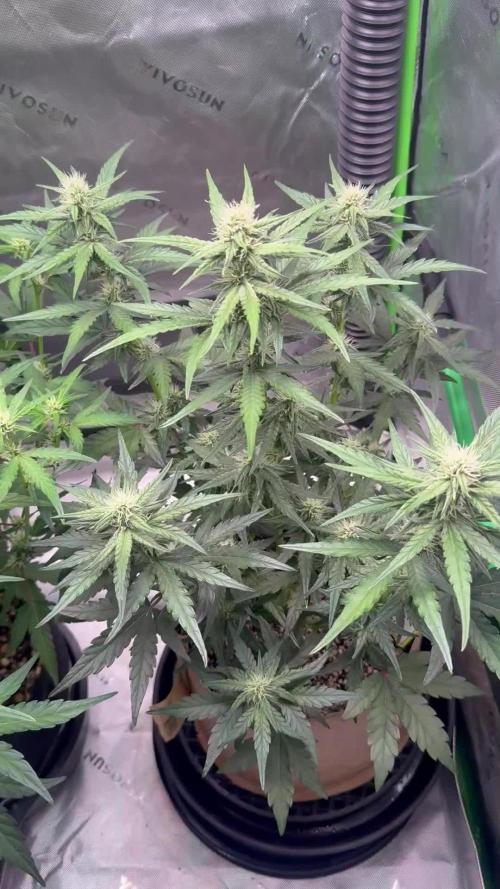 Mephisto - Golden O’z