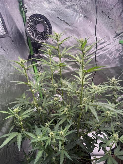 Grow Tent S326 32"x32"x63". Week 5