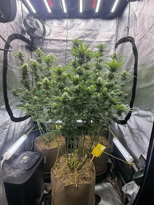 Super Lemon Haze - Fast run. Week 9