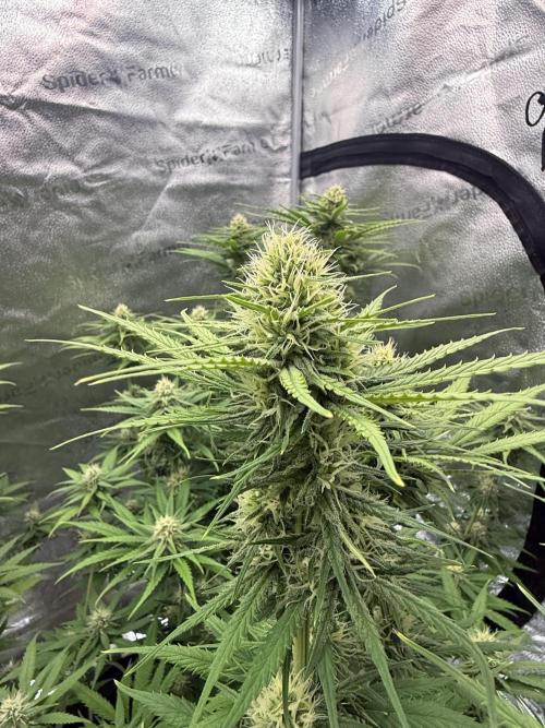 Super Lemon Haze - Fast run. Week 9