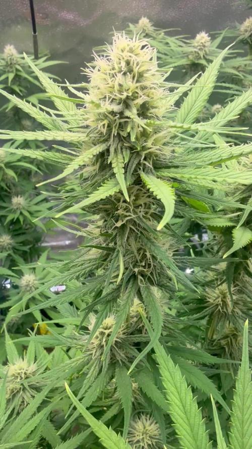 Super Lemon Haze - Fast run