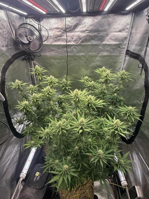 Super Lemon Haze. Week 9