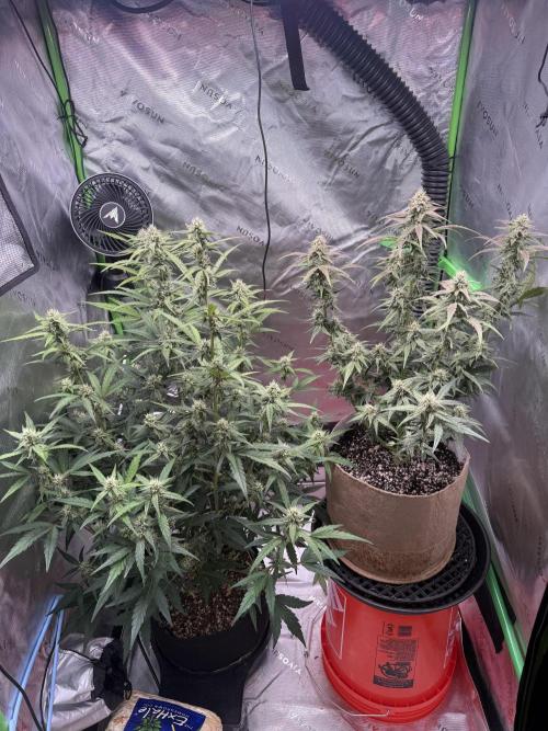 Mephisto - Golden O’z. Week 6
