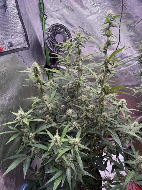 Mephisto - Golden O’z. Week 6