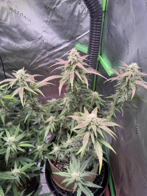Mephisto - Golden O’z. Week 6