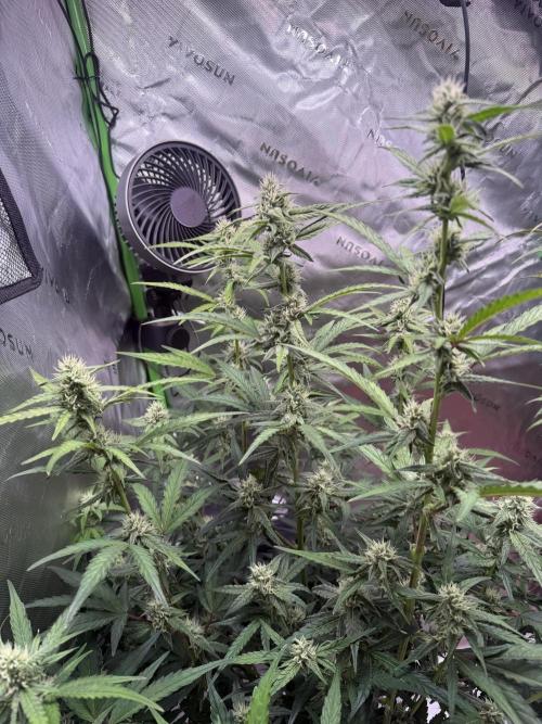 Mephisto - Golden O’z. Week 6