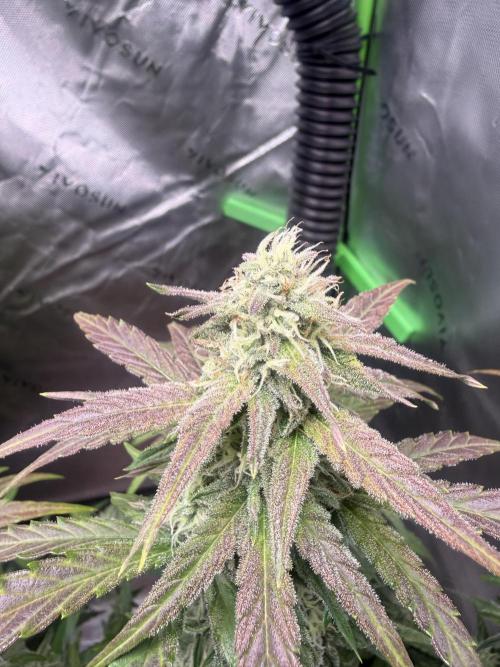 Mephisto - Golden O’z. Week 6