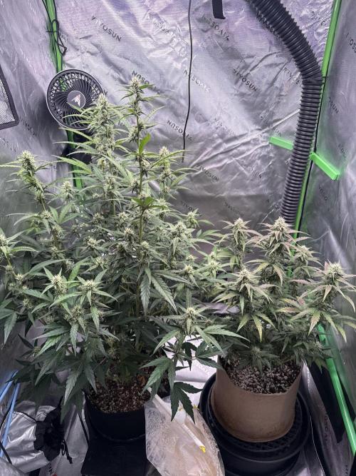 Mephisto - Golden O’z. Week 6