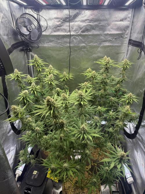 Super Lemon Haze - Fast run. Week 10
