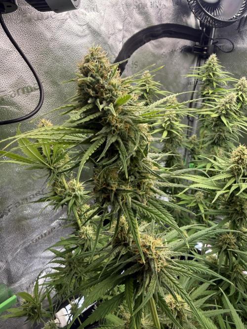 Super Lemon Haze - Fast run. Week 10