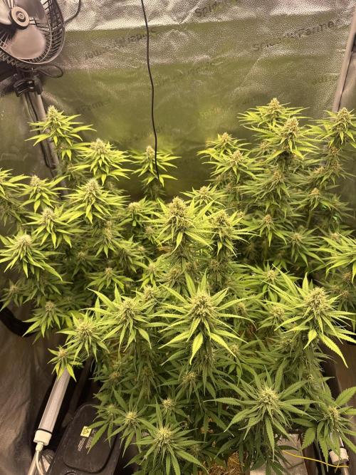 Super Lemon Haze - Fast run. Week 10