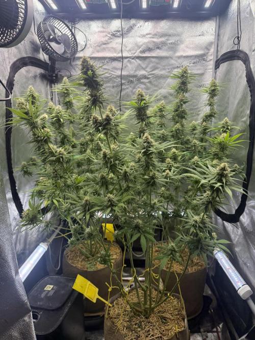 Super Lemon Haze - Fast run. Week 10