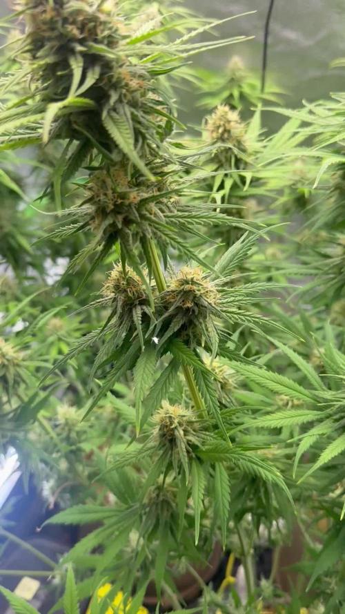 Super Lemon Haze - Fast run