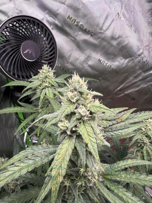 Mephisto - Golden O’z. Week 7