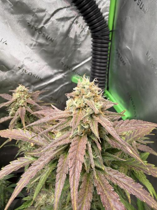 Mephisto - Golden O’z. Week 7
