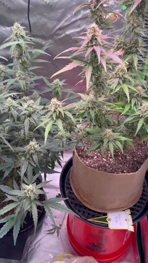 Mephisto - Golden O’z