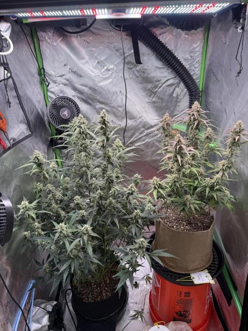 Mephisto - Golden O’z. Week 7