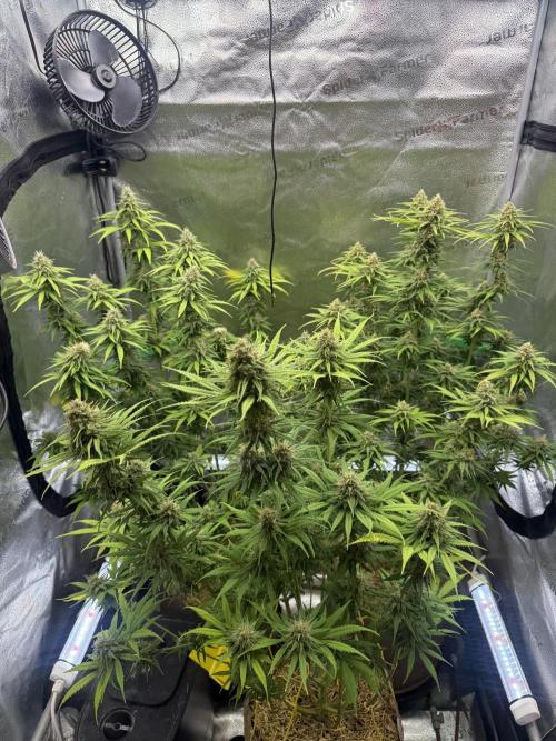 Super Lemon Haze - Fast run. Week 11