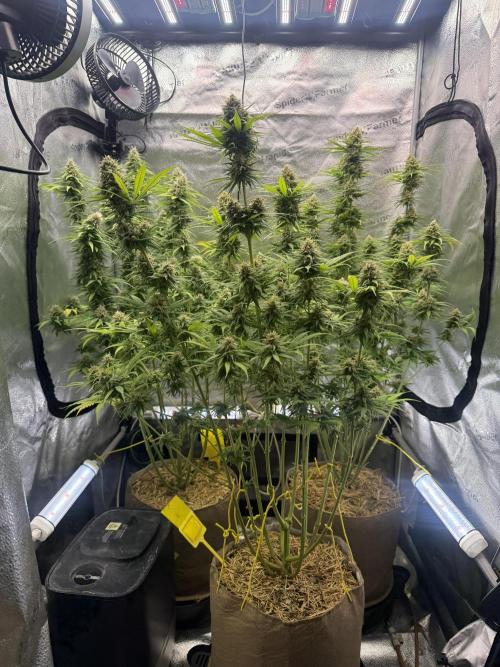 Super Lemon Haze - Fast run. Week 11