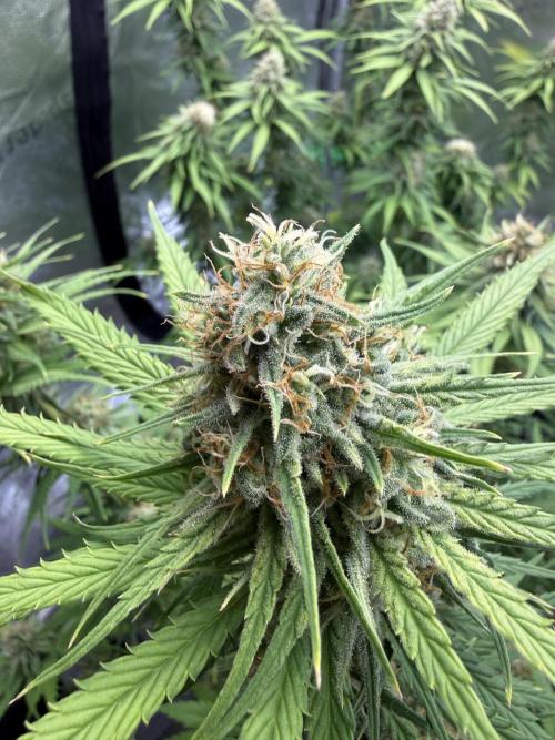 Super Lemon Haze - Fast run. Week 11