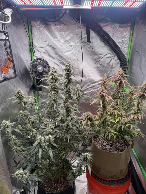 Mephisto - Golden O’z. Week 8