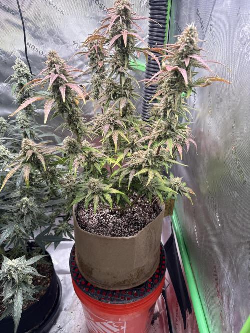 Mephisto - Golden O’z. Week 8