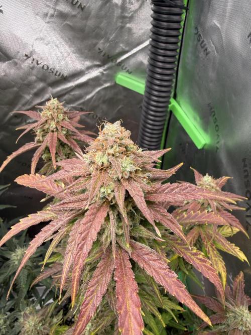 Mephisto - Golden O’z. Week 8