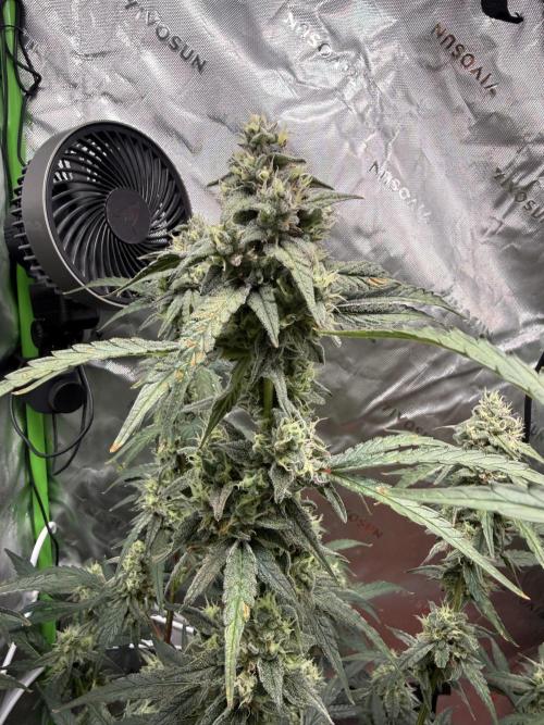 Mephisto - Golden O’z. Week 8