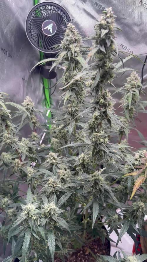 Mephisto - Golden O’z