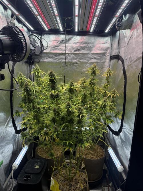 Super Lemon Haze - Fast run. Week 12