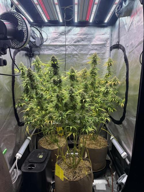 Super Lemon Haze - Fast run. Week 12