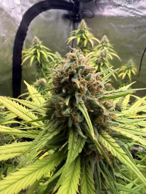 Super Lemon Haze - Fast run. Week 12