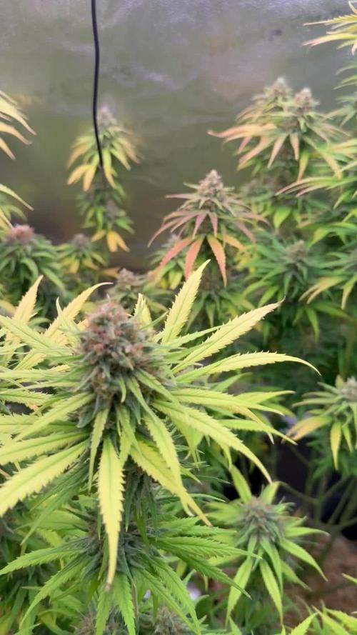 Super Lemon Haze - Fast run