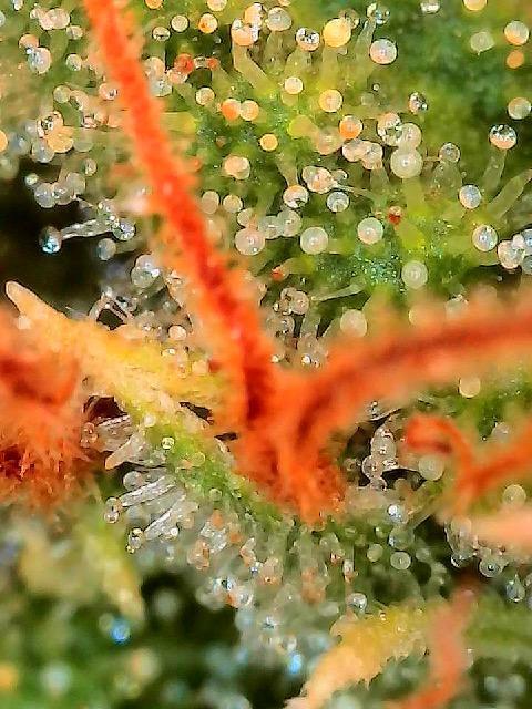 Super Lemon Haze - Fast run. Week 12