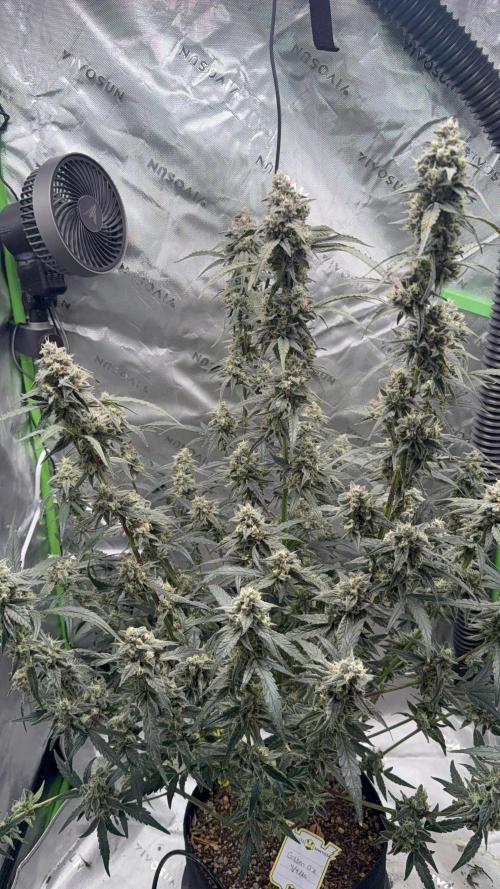 Mephisto - Golden O’z. Week 9