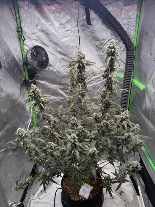 Mephisto - Golden O’z. Week 9