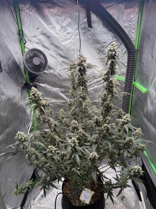Mephisto - Golden O’z. Week 9