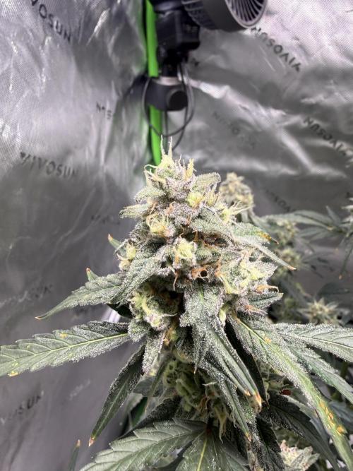 Mephisto - Golden O’z. Week 9