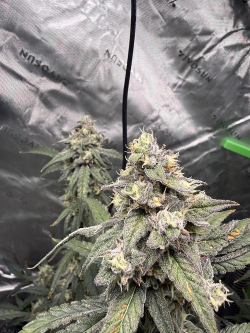 Mephisto - Golden O’z. Week 9