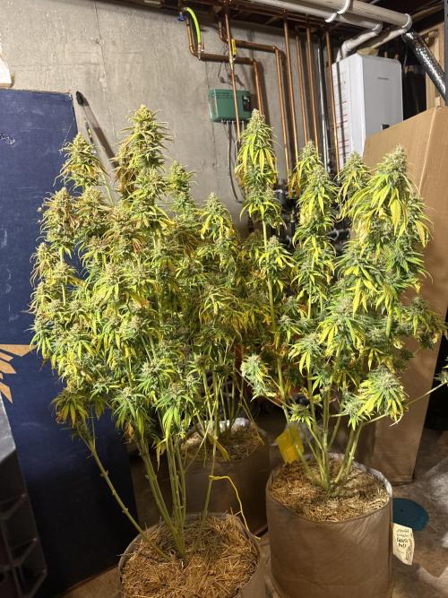 Super Lemon Haze - Fast run. Week 13