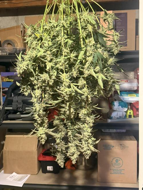 Mephisto - Golden O’z. Week 10