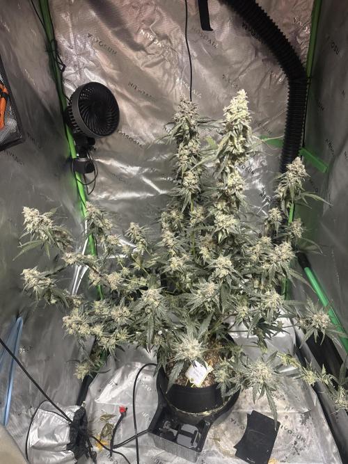 Mephisto - Golden O’z. Week 10