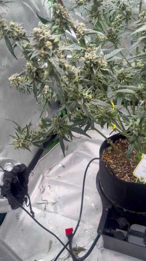 Mephisto - Golden O’z