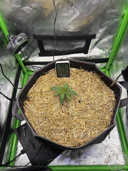 Sour Owls 🦉. Week 1