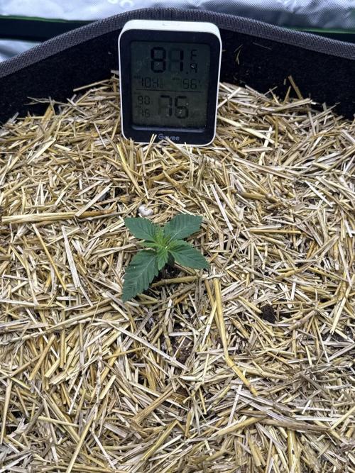 Sour Owls 🦉. Week 1